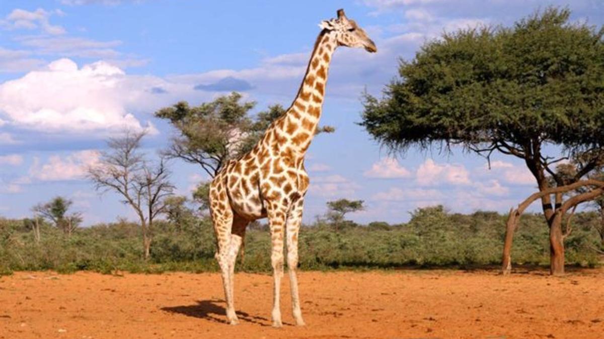 En total, hay cuatro linajes de jirafas según los últimos estudios científicos.