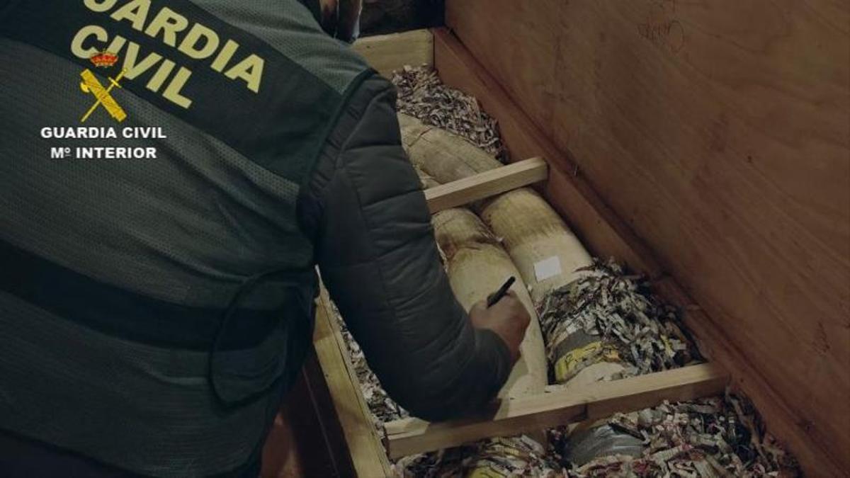 La taxidermia, un polémico arte en peligro de extinción.