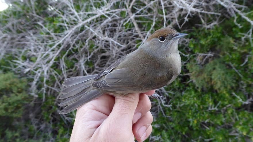 ANSE anilla casi 2.400 aves migradoras en Isla Grosa