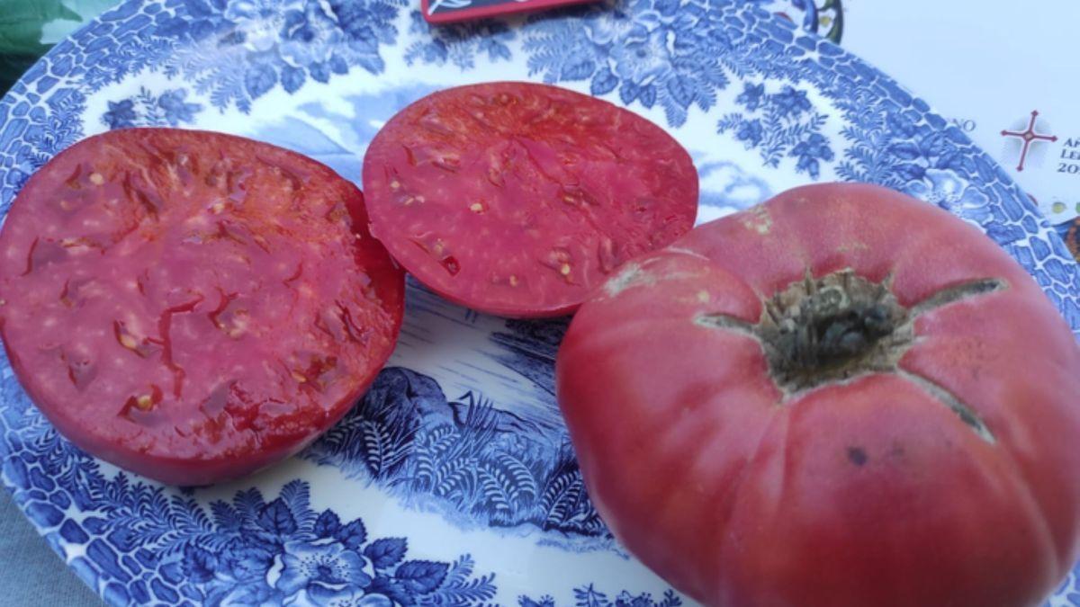 El mejor tomate de España, una variedad de Santa Cristina de la Polvorosa (Zamora).