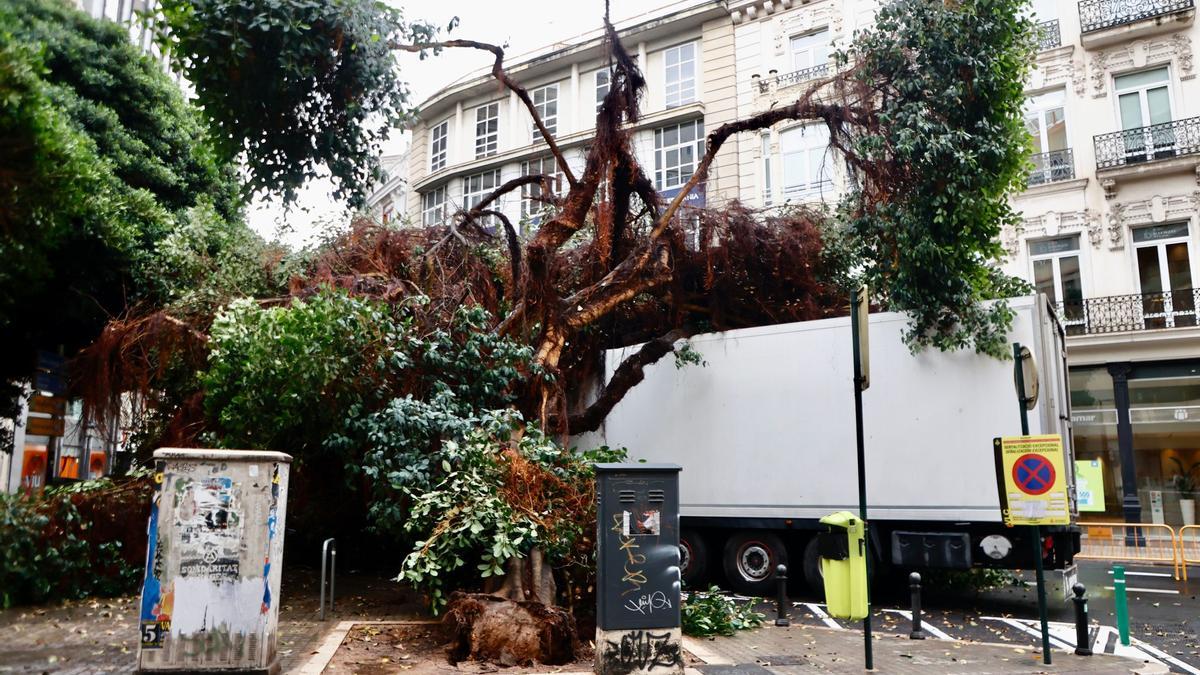 Cierran la calle Pintor Sorolla por la caída de un ficus