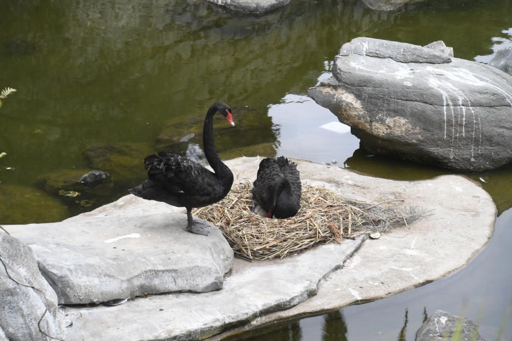 POLLUELO DE CISNE NEGRO