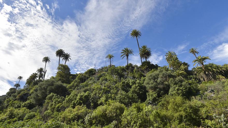 La diocalandra y los hongos eliminan más de 800 palmeras en los últimos siete años