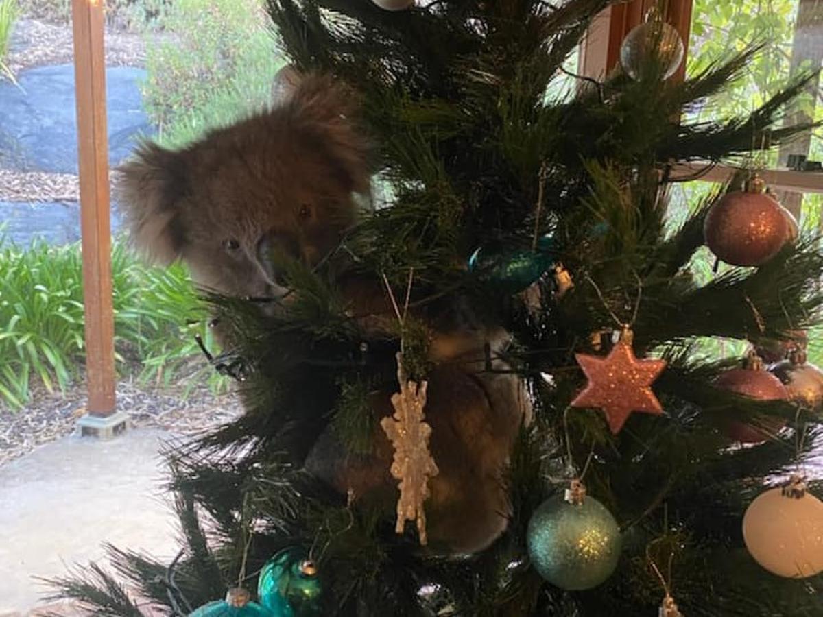 Troben un coala enfilat l’arbre de Nadal al tornar a casa