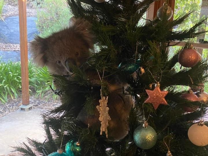 El koala que se encaramó a un árbol de Navidad en una casa de Adelaida, Australia