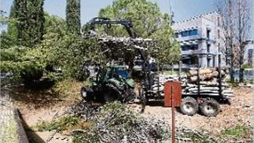 Les obres a la plaça Ermessenda van començar amb una tala d&#039;arbres.