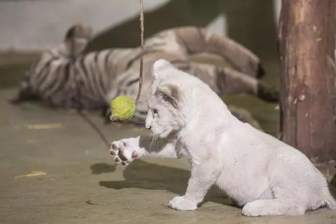 El petit lleó blanc de Budapest