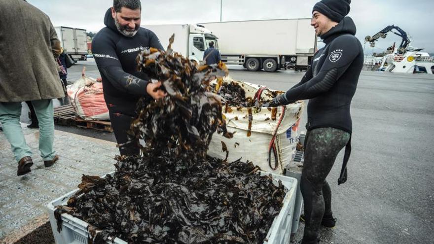 A Illa presume de sus mariscos y algas