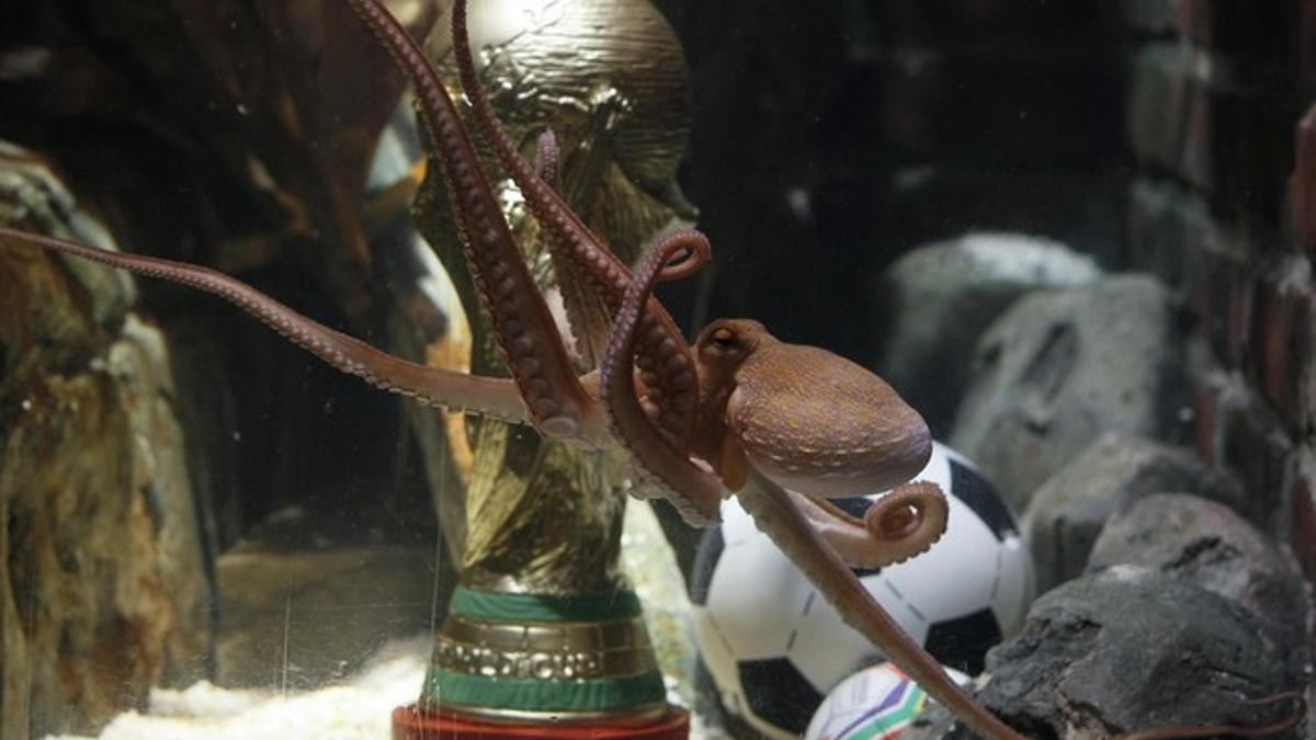 Germany's so-called oracle octopus Paul swims in front of a mock soccer World Cup trophy in its tank at the Sea  Life Aquarium in Oberhausen