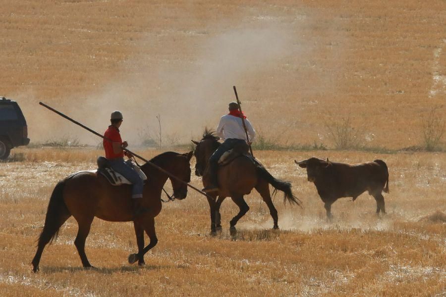 Encierro popular en Sanzoles