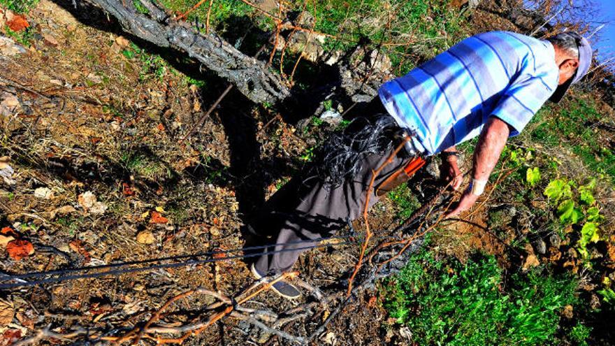 Un agricultor trabaja en una finca de viñedos en el norte de Tenerife.