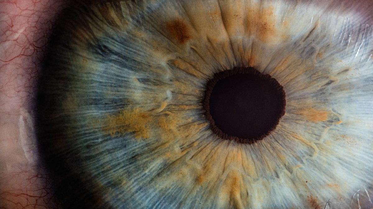 Los científicos pudieron “revivir” células fotosensibles del ojo humano.
