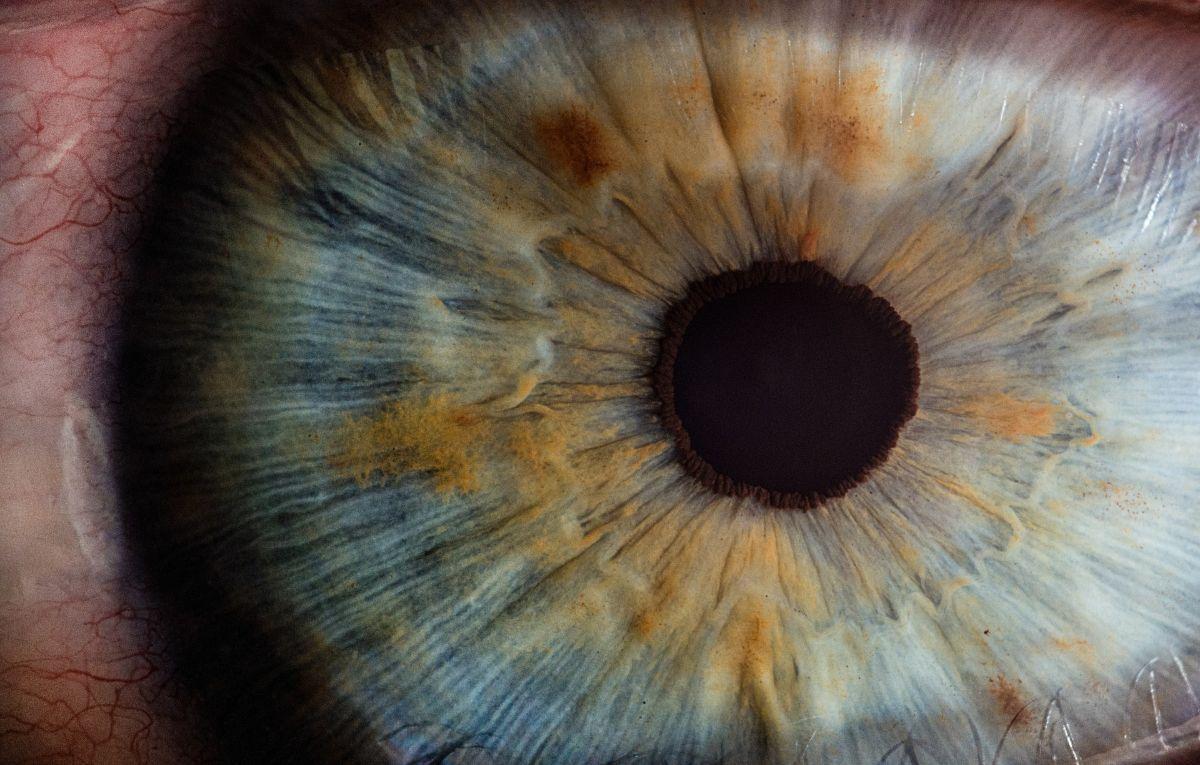 Los científicos pudieron “revivir” células fotosensibles del ojo humano.