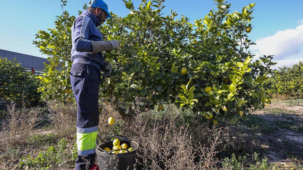 Una producción ecológica de limones ubicada en la autonomía en una imagen de archivo.