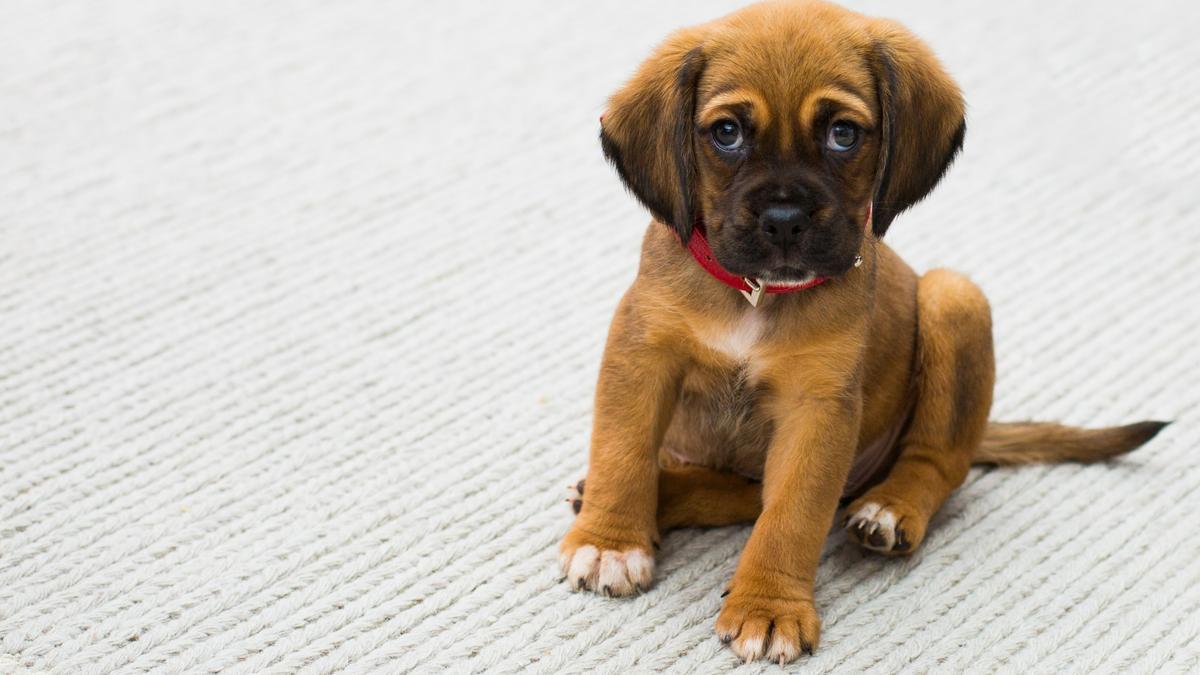 Un cachorro de perro con un collar antiparasitario