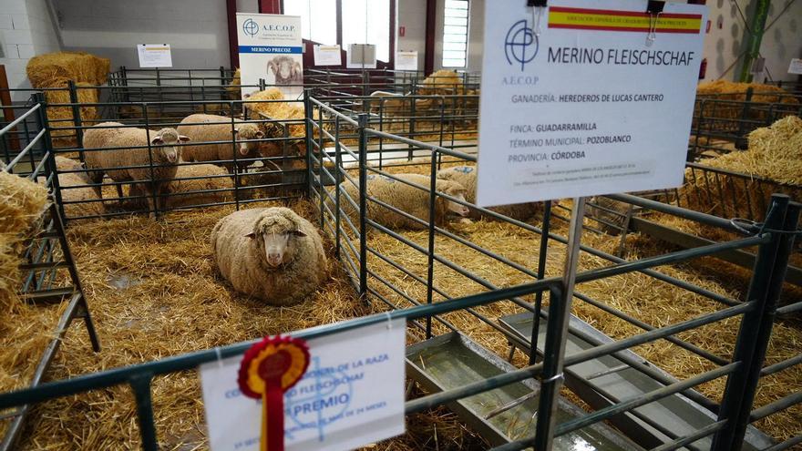 La Feria Agroganadera de Los Pedroches arranca con el optimismo aportado por las lluvias