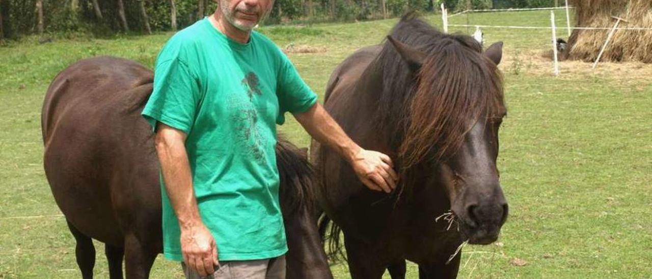 Severino García, con dos de sus asturcones, en Villaviciosa.