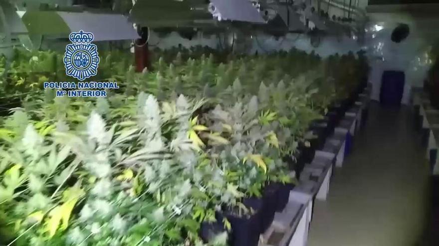 Intervienen en Ontinyent 300 kilos de marihuana