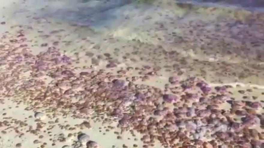 Medusas en la Colònia de Sant Jordi
