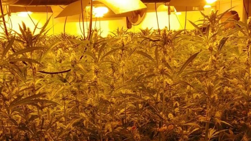 La plantació de marihuana de Palamós