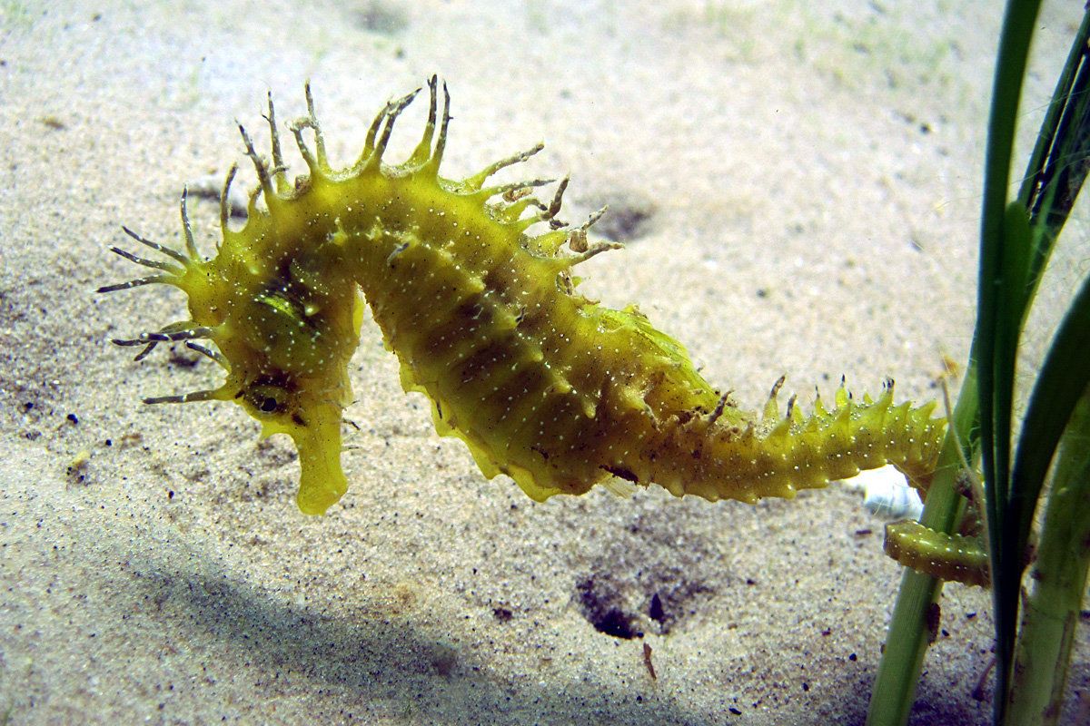 Un caballito de mar