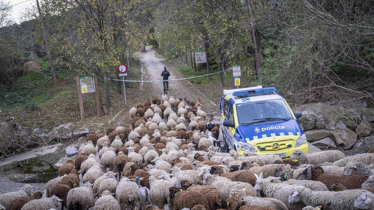 El pastor oficial de Collserola que pastura en áreas de alto riesgo por la peste porcina africana