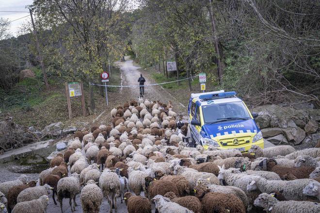 El pastor oficial de Collserola que pastura en áreas de alto riesgo por la peste porcina africana