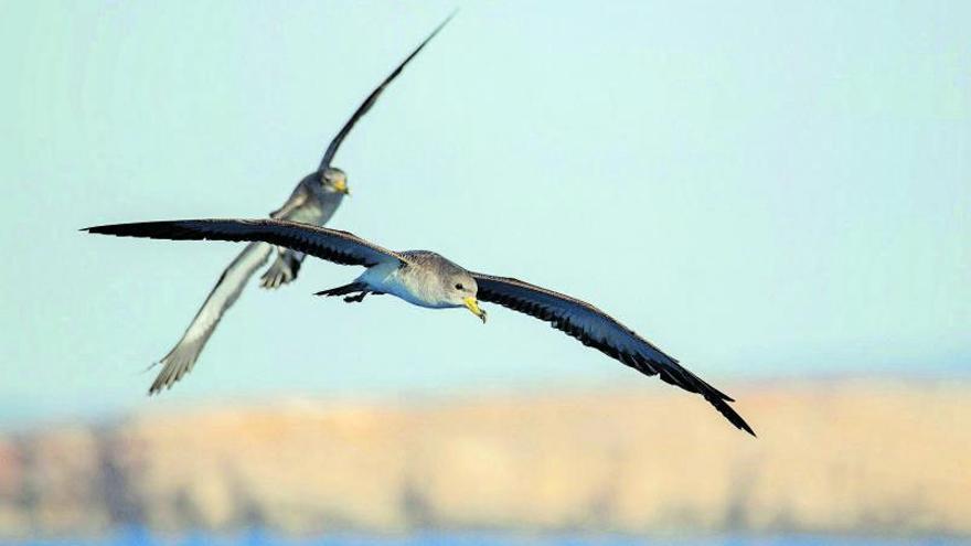 Pardelas en aguas de los illots de Ponent. | CAT