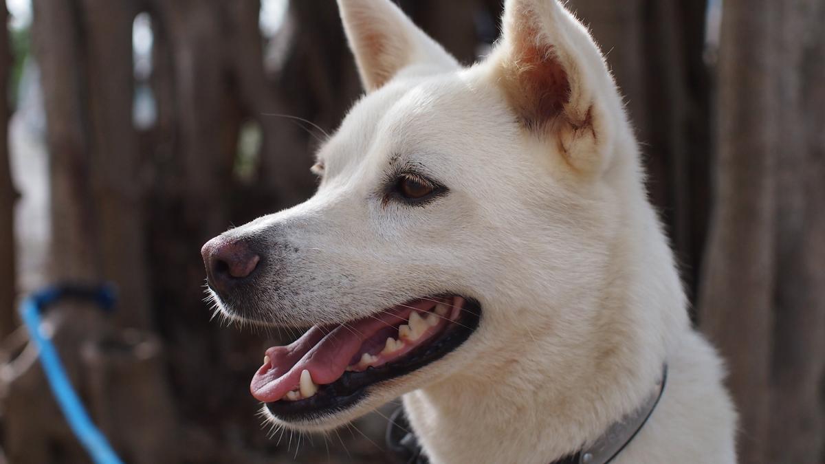 Perro de Chindo: la raza nacional de Corea que ha sido declarada Tesoro  Natural