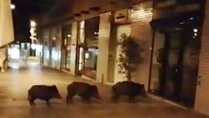 whatsapp-video-2018-11-02-at-134214-online-video-cuttercom