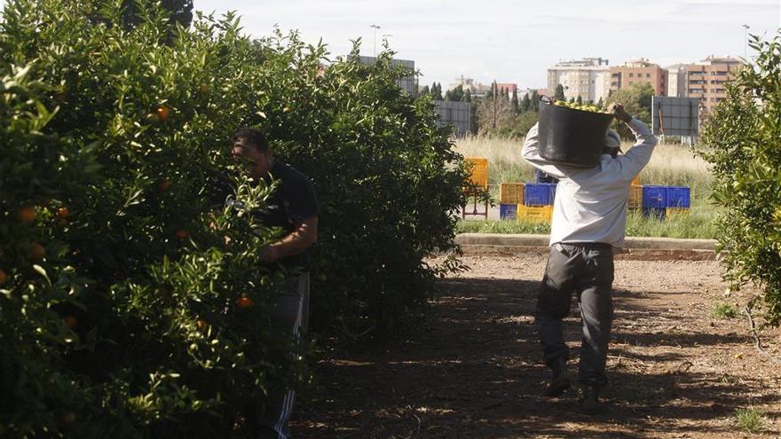 Los extranjeros dejan la agricultura y optan por otros sectores en Castellón