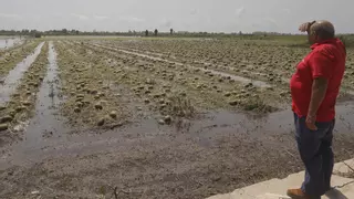 Sagunt pide ayudas inmediatas frente a la "catastrófica" granizada de julio