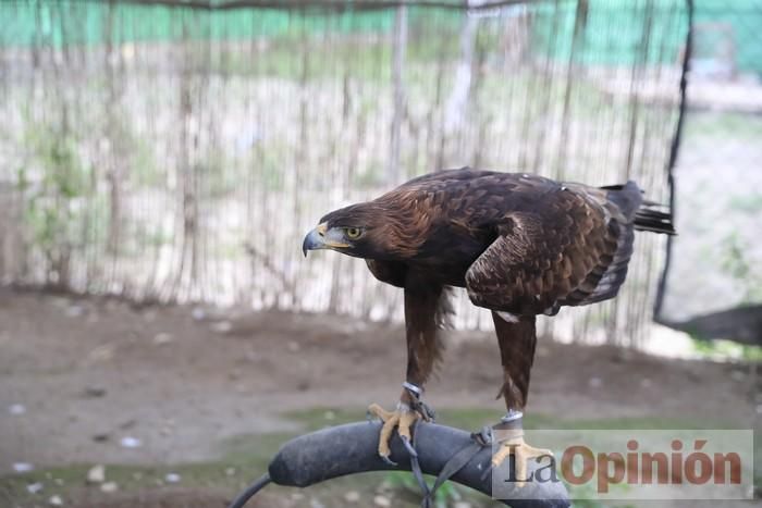 Las Águilas del Sol de Puerto Lumbreras piden ayud