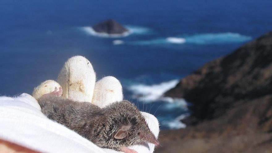 Dos años tras la pista de la musaraña canaria en Lanzarote y el islote de Montaña Clara: una investigación analiza cómo proteger a este mamífero único