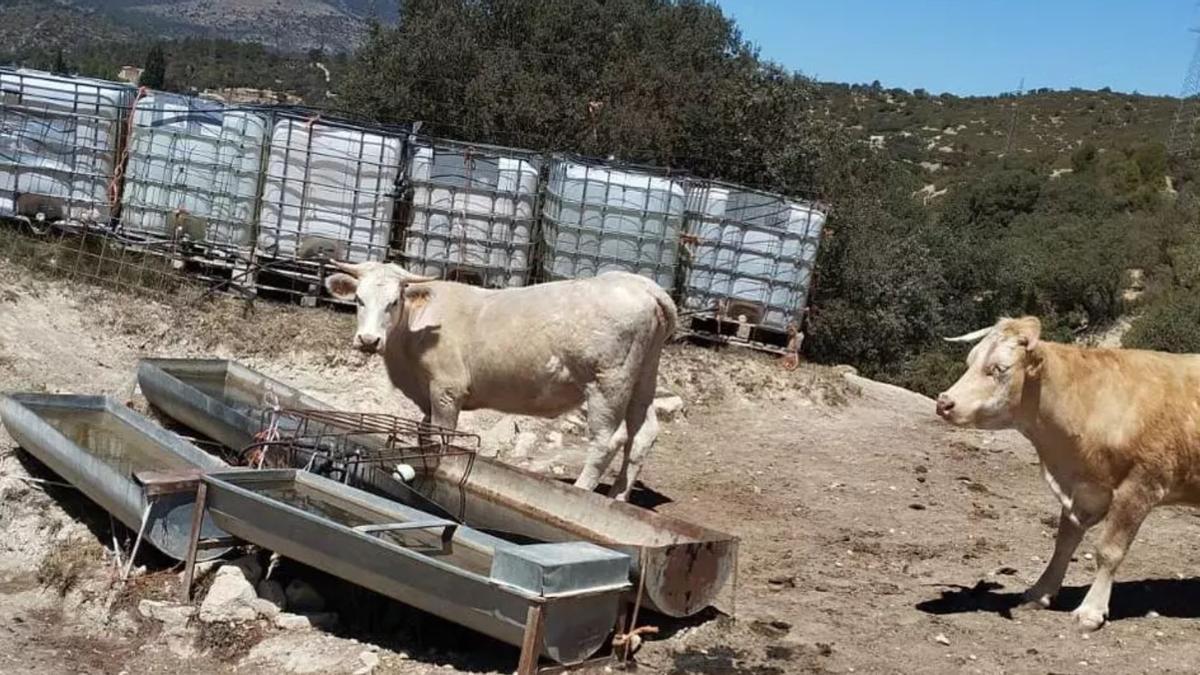 La falta de agua por la sequía obliga a los ganaderos a sacrificar animales.