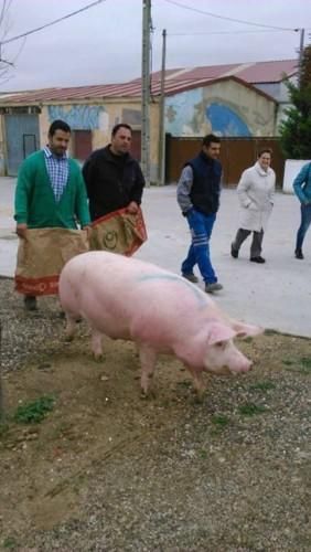 Matanza tradicional en Monfarracinos