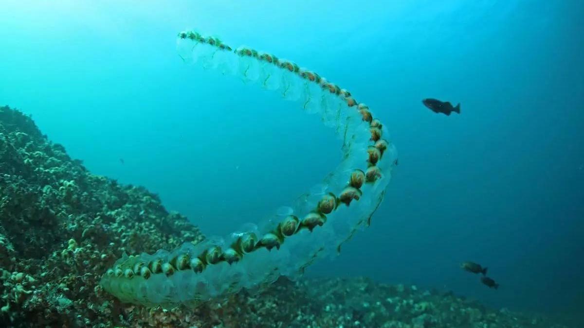 Algunas especies de salpas pueden alcanzar los 15 metros.