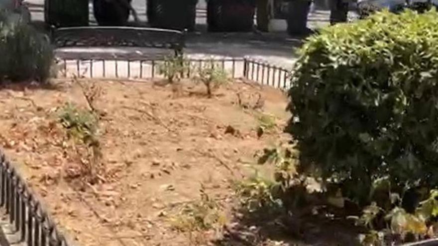 Vídeo | Una vecina de Cáceres denuncia el abandono de las zonas verdes de Antonio Hurtado