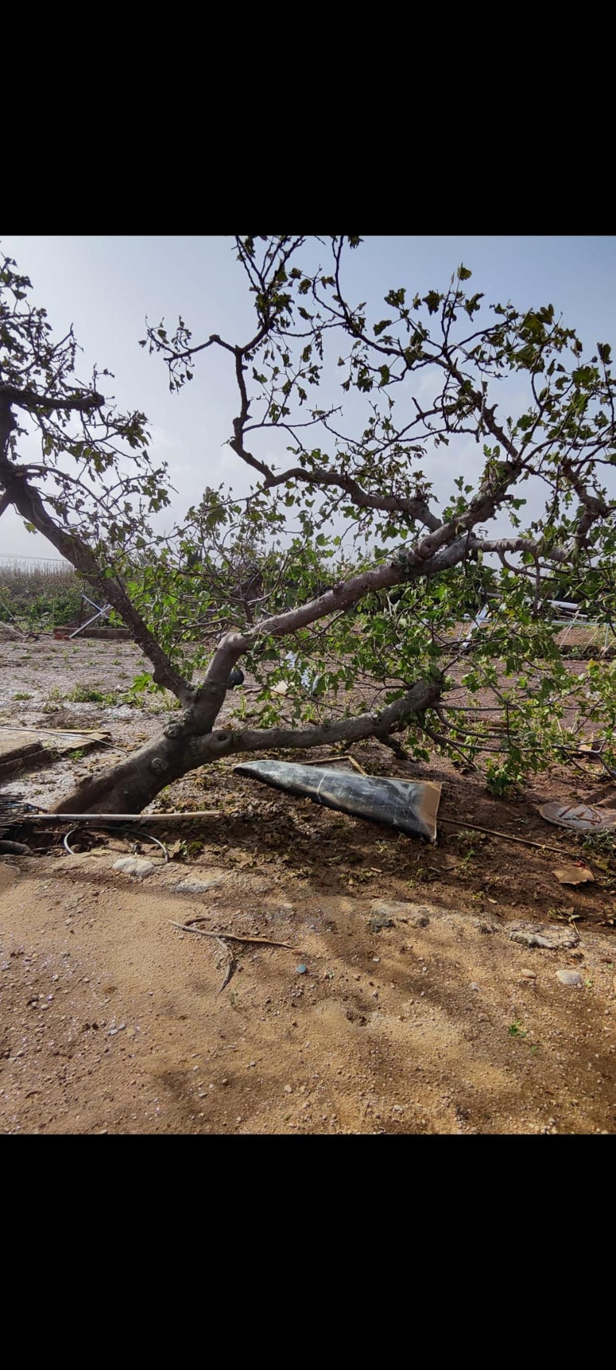 El tornado arrancó las placas solares y dejó sin electricidad a la caseta, por lo que la alarma antirrobos no sonó.