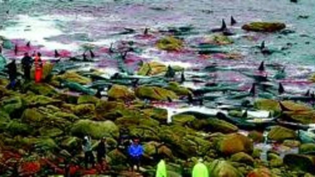 150 BALLENAS MUEREN VARADAS EN LA ISLA DE TASMANIA_MEDIA_1