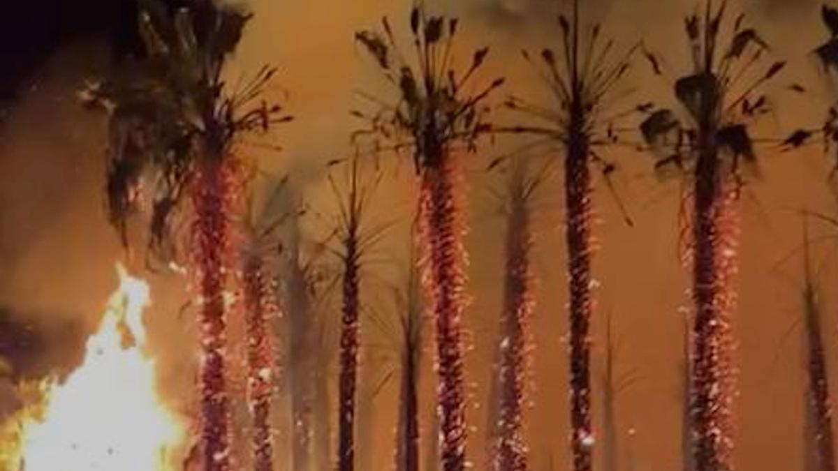 Les flames afectant una palmera aquest dissabte 6 de novembre de 2021 a Blanes