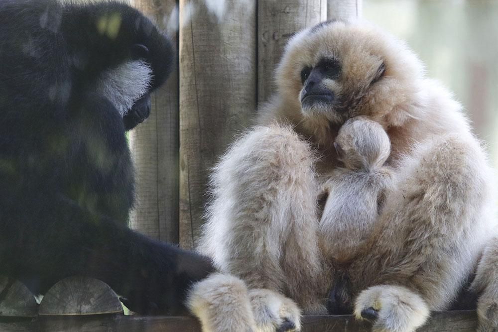 Un pequeño gibón nuevo inquilino del Zoo