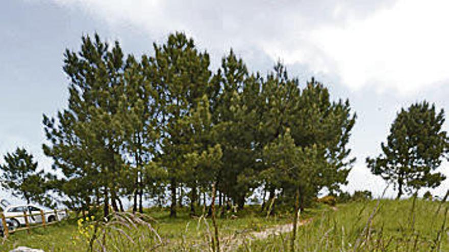 Vegetación en el área recreativa de Pinos Altos.