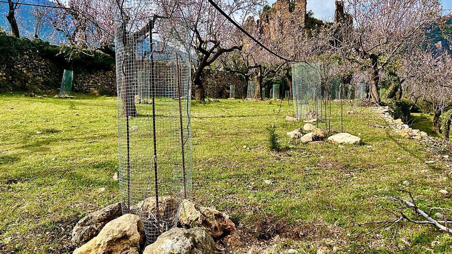 El projecte de Connecta Natura es basa en la creació i manteniment d’arborètums de conservació. | LEVANTE-EMV