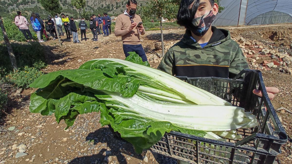 En el huerto hay distintas verduras y hortalizas plantadas.