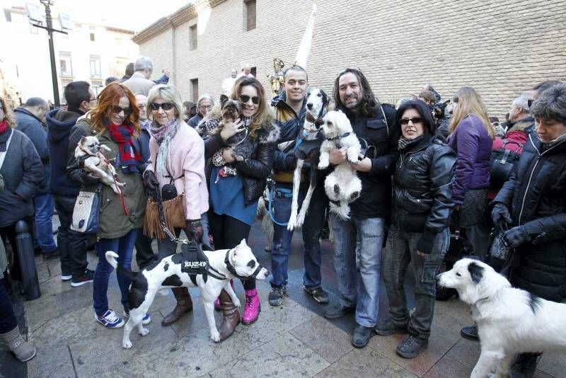 Fotogalería: Fiesta de San Antón