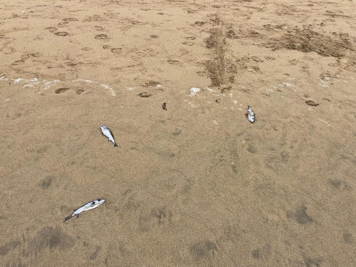 Los peces globo muertos siguen apareciendo en la orilla de Las Canteras y El Confital.