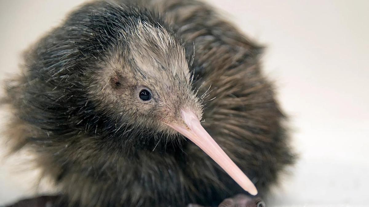 El Zoo de Miami se disculpa por un polémico video de un kiwi, ave nacional de Nueva Zelanda