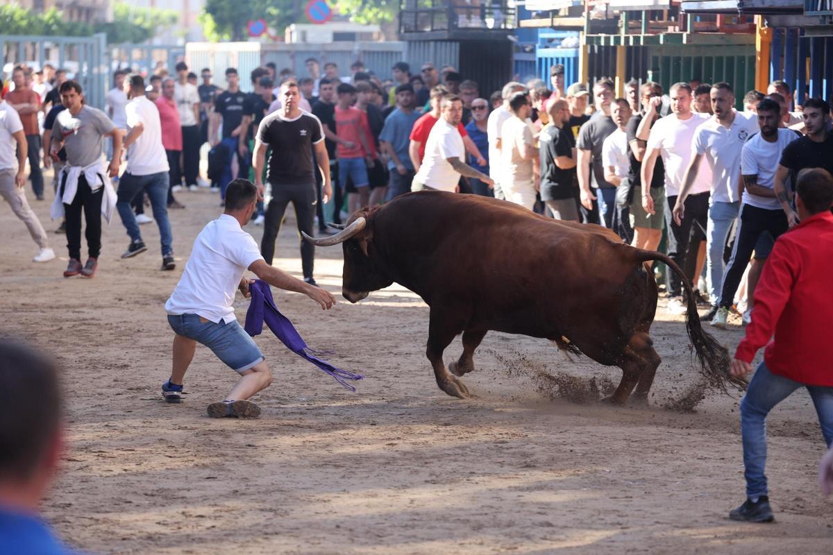 Fotogalería I Las imágenes de la tercera jornada de 'bou al carrer' de las fiestas de Sant Pasqual en Vila-real