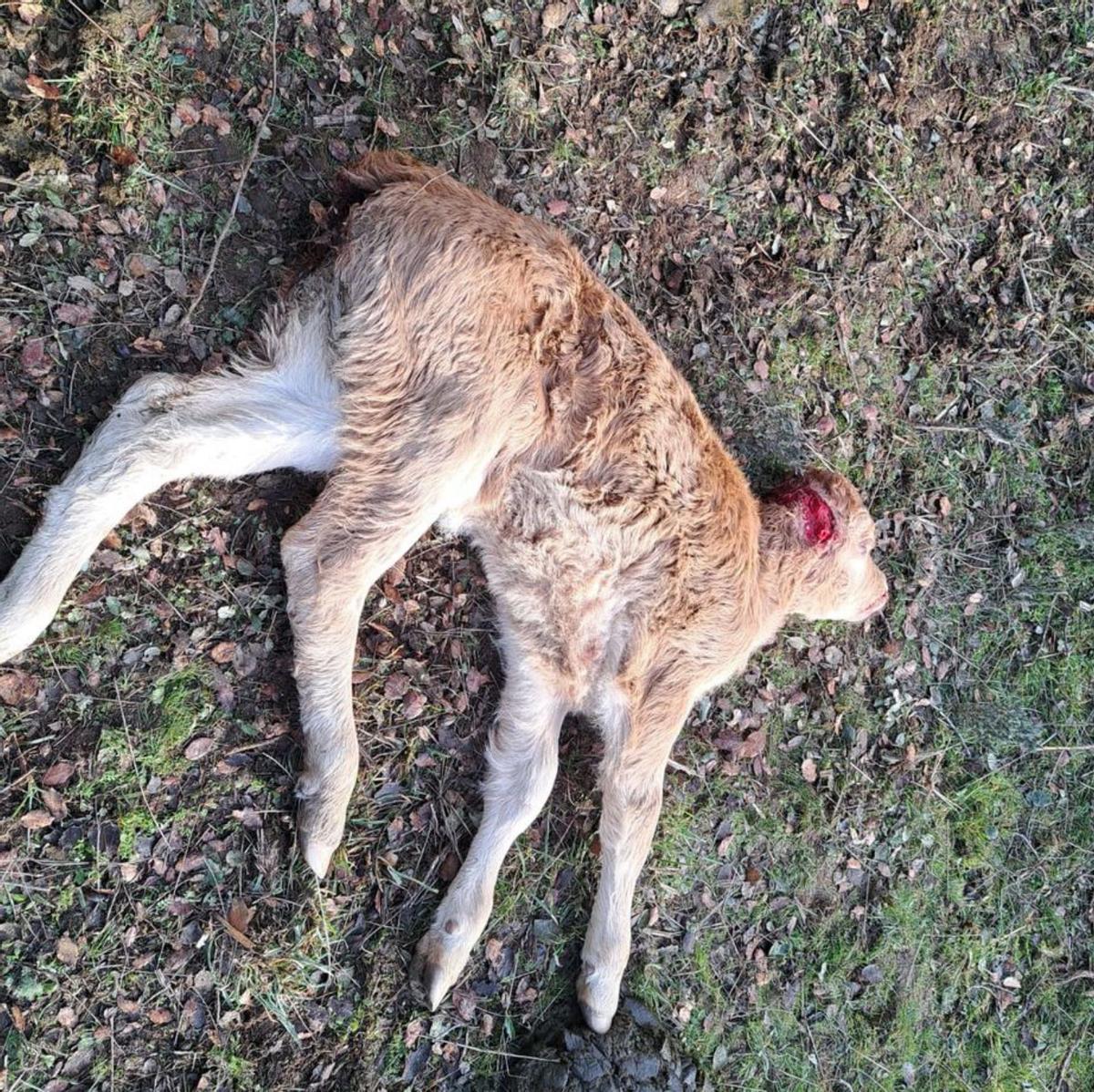 Ternero víctima de un ataque del zorro en Arcillo. | Maruja Marcos